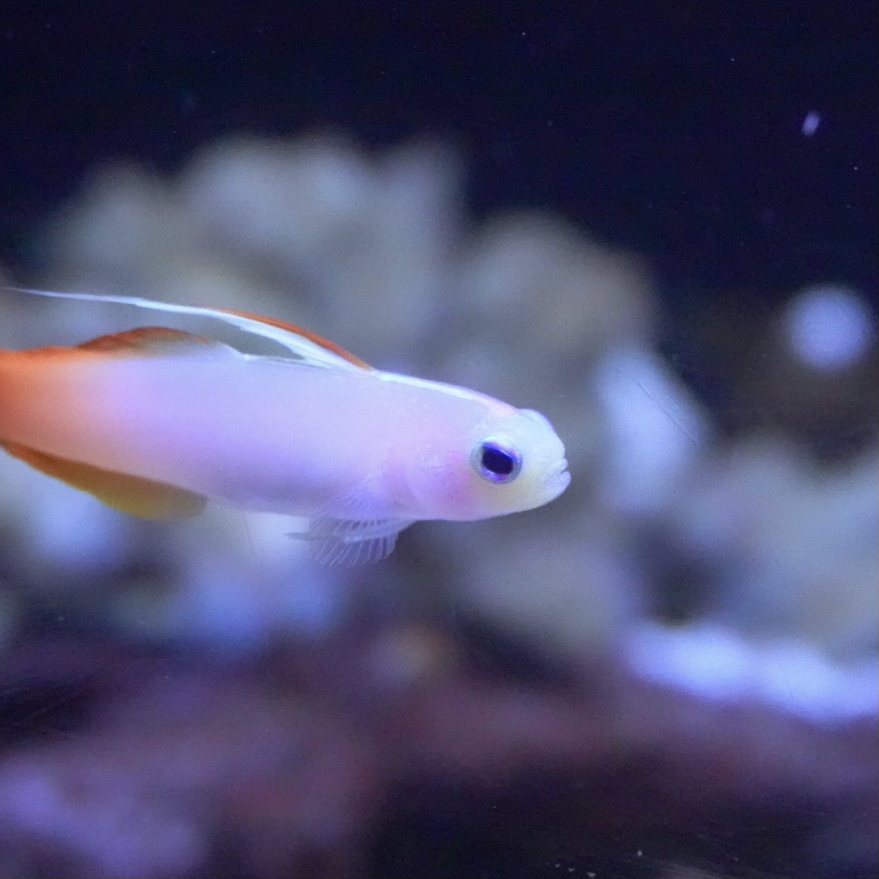 ハタタテハゼの飼育法と注意点!臆病だけどカワイイ!