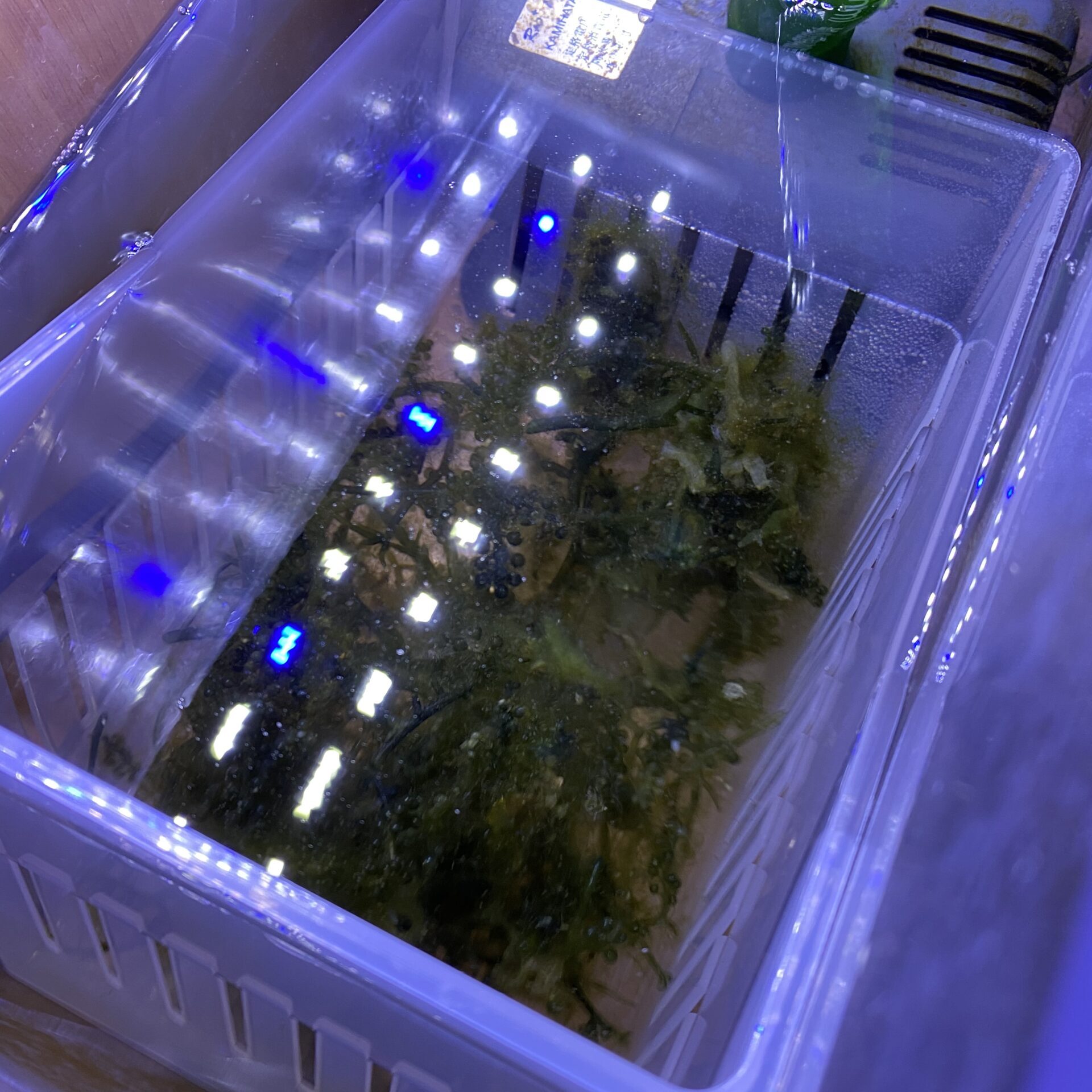 海水魚リフジウム水槽飼育一式 - 魚用品/水草