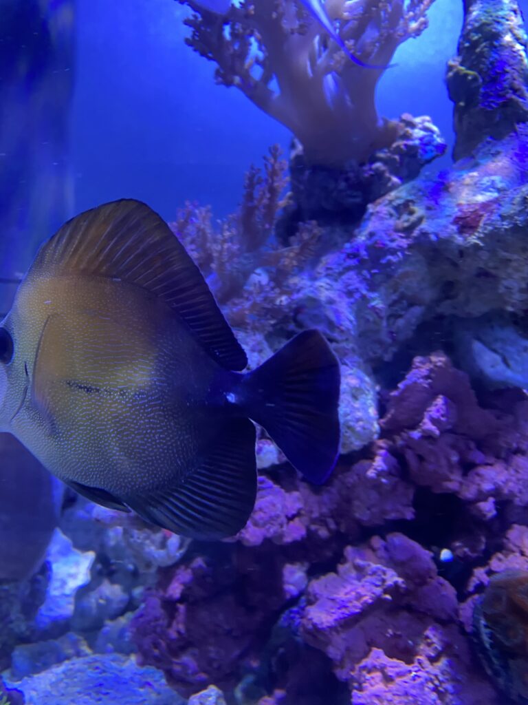 海水魚飼育日記 11ヶ月目 2 オキシドールの二面性 白点と細菌の猛威 21 3 Marinelovers