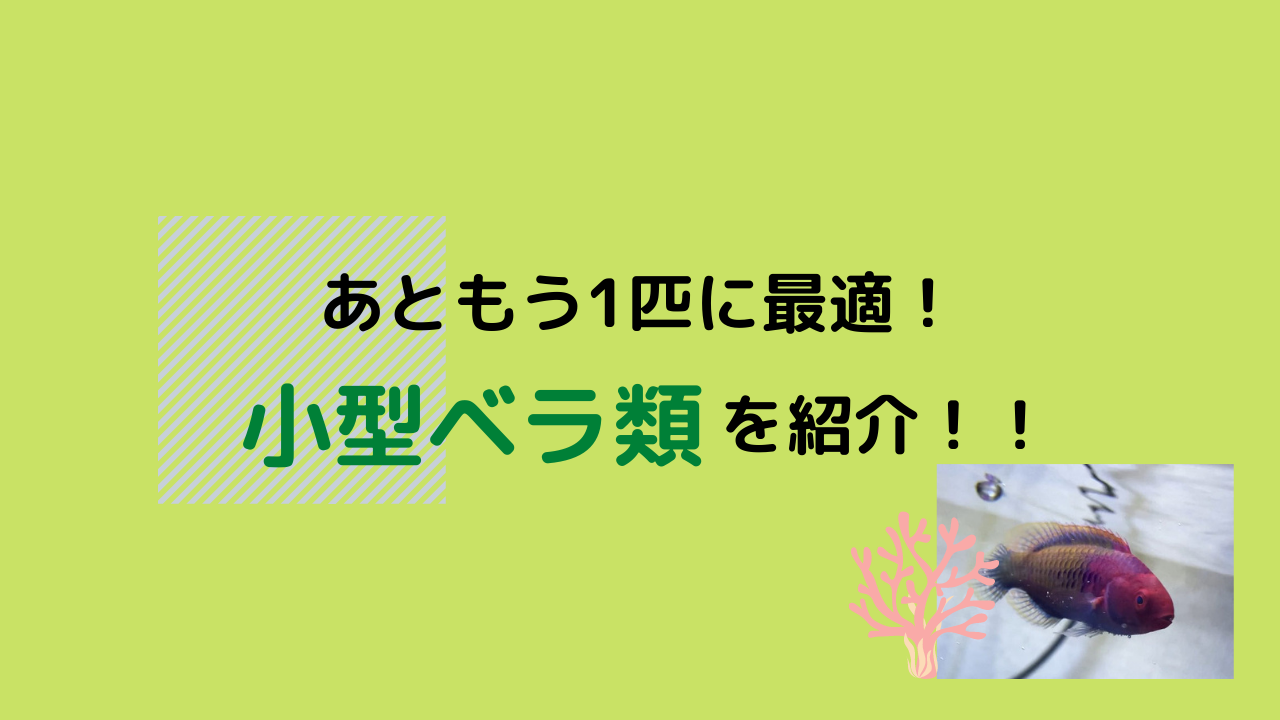 水槽のあと１匹におすすめ 小型ベラ類を紹介 Marinelovers