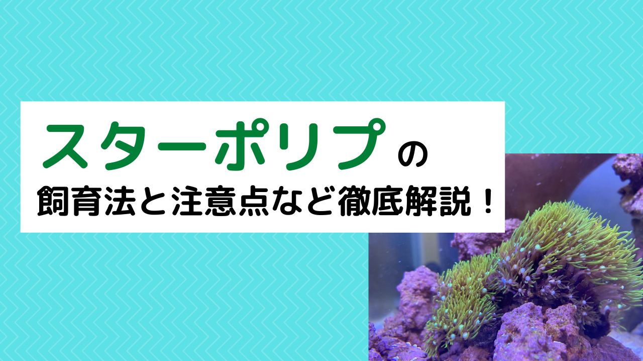 スターポリプはどんなサンゴ 飼育法と注意点 水質 光 水流 エサ 増やし方 Marinelovers