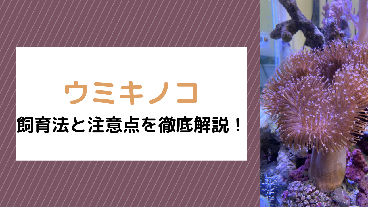 ウミキノコはどんなサンゴ？飼育法と注意点！【水質・光・水流・エサ・増やし方】｜MarineLovers