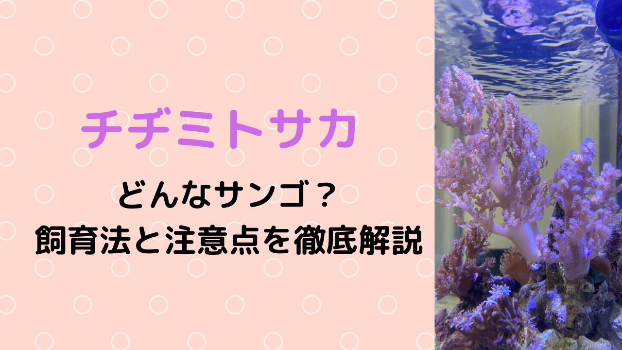 チヂミトサカはどんなサンゴ？飼育法と注意点！【水質・光・水流・エサ・増やし方】｜MarineLovers