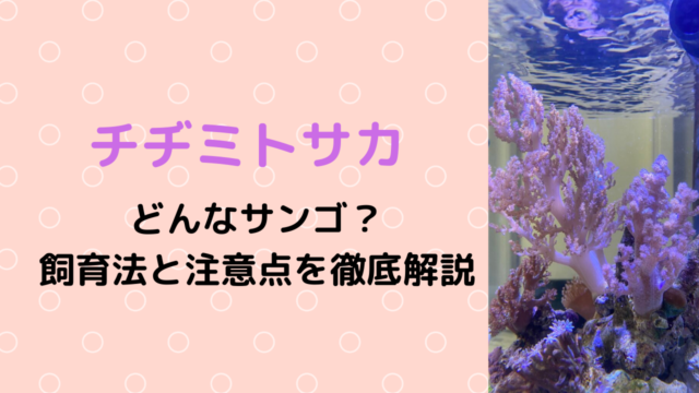 照明 ソフトコーラルの飼育 成長促進におすすめのledライト7選 Marinelovers
