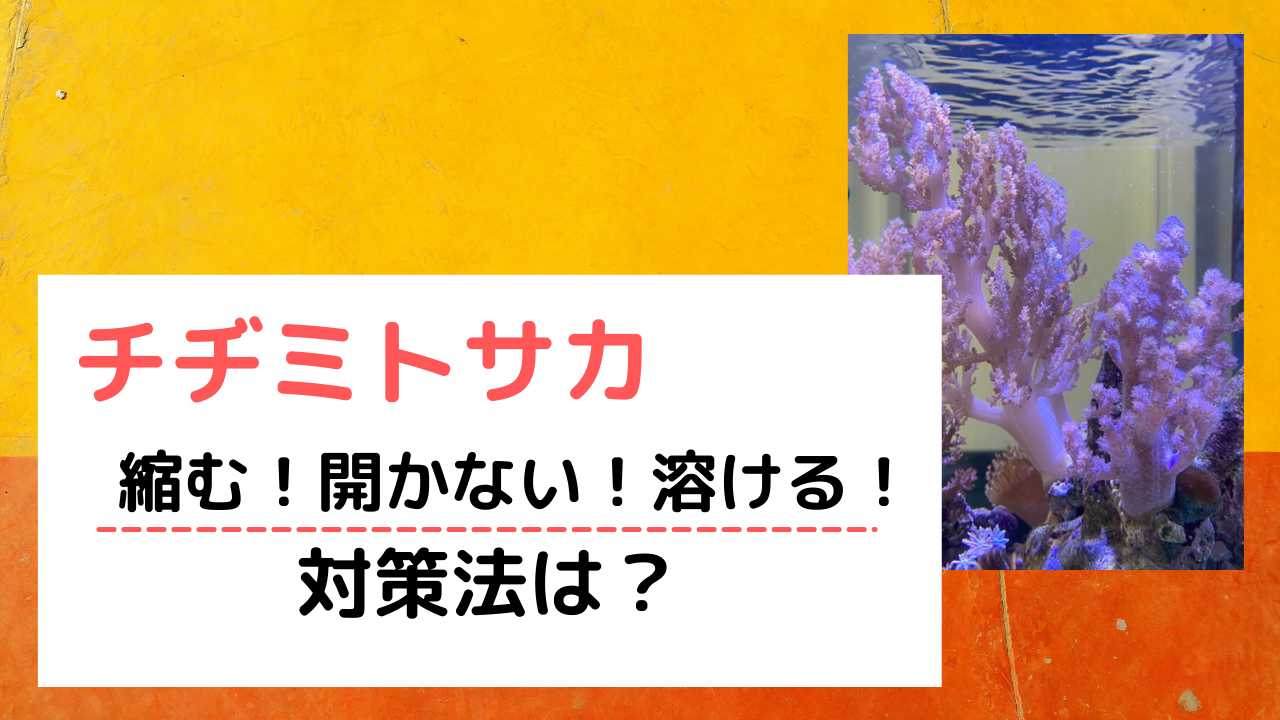 チヂミトサカがぐったりして縮む 開かない 溶ける 対処法は Marinelovers