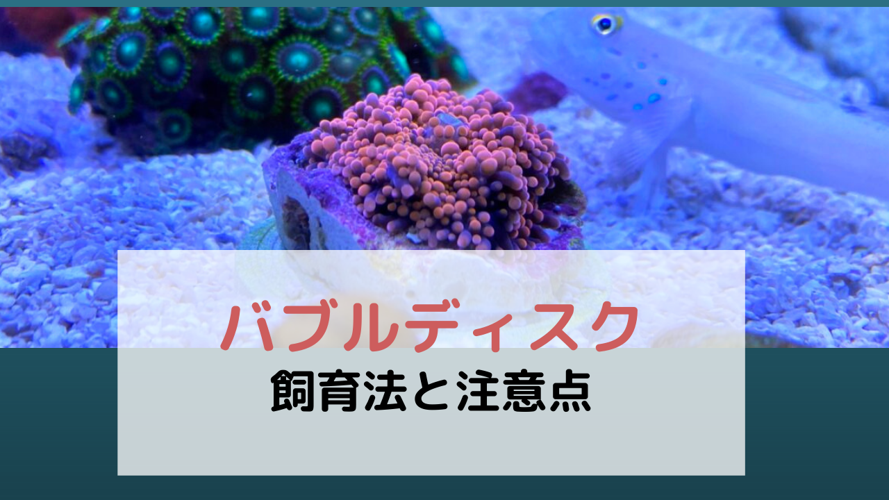 バブルディスクはどんなサンゴ 飼育法と注意点 水質 光 水流 餌 増やし方 Marinelovers