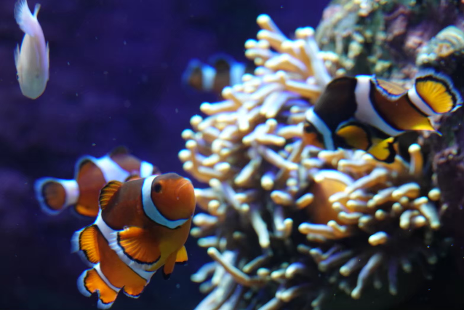【海水魚を飼ってみよう】私が思う海水魚飼育の魅力5選!