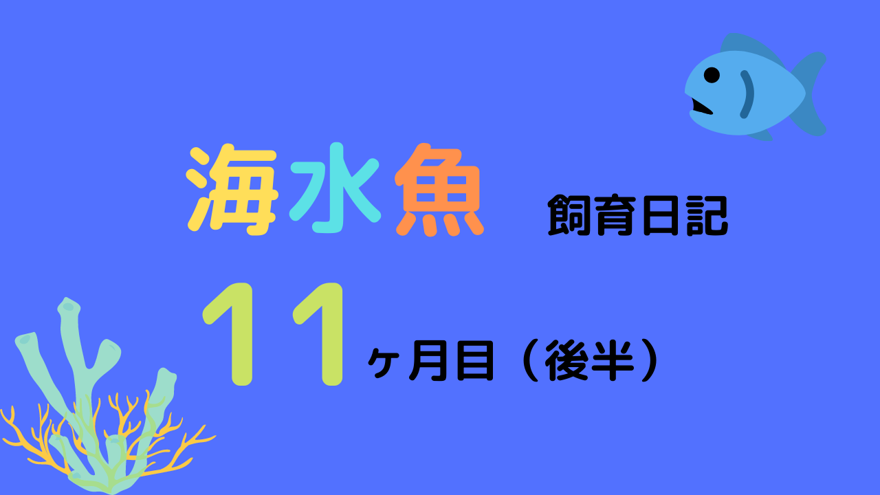 海水魚飼育日記 11ヶ月目 2 オキシドールの二面性 白点と細菌の猛威 21 3 Marinelovers