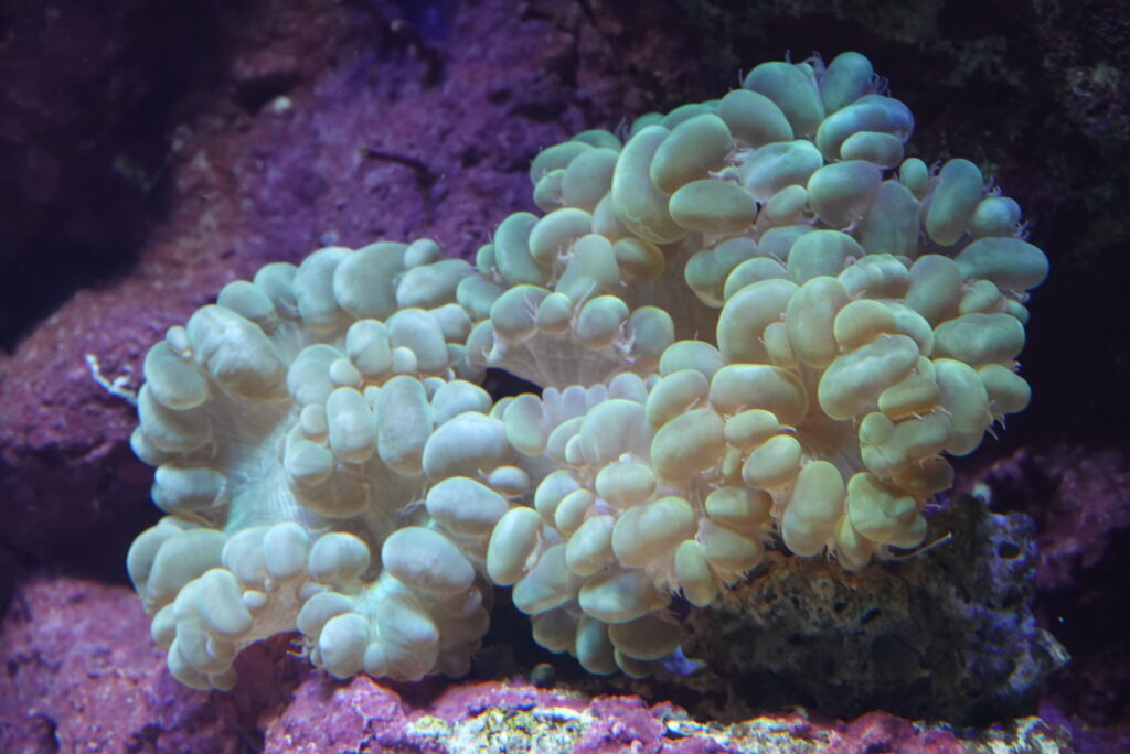 バブルコーラル ミズタマサンゴ はどんなサンゴ 飼育法と注意点 水質 光 水流 エサ 増やし方 Marinelovers