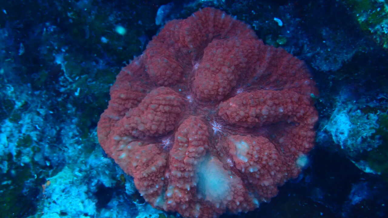 ハナガタサンゴはどんなサンゴ 飼育法と注意点 水質 光 水流 餌 増やし方 Marinelovers