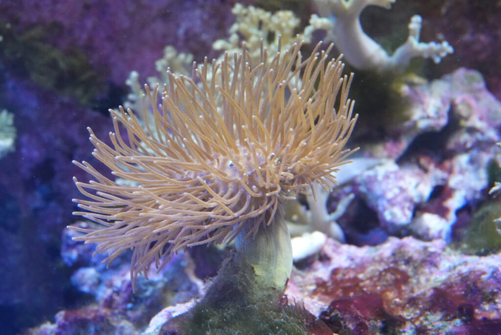 ウミキノコ　海キノコ　サンゴ　珊瑚　元株