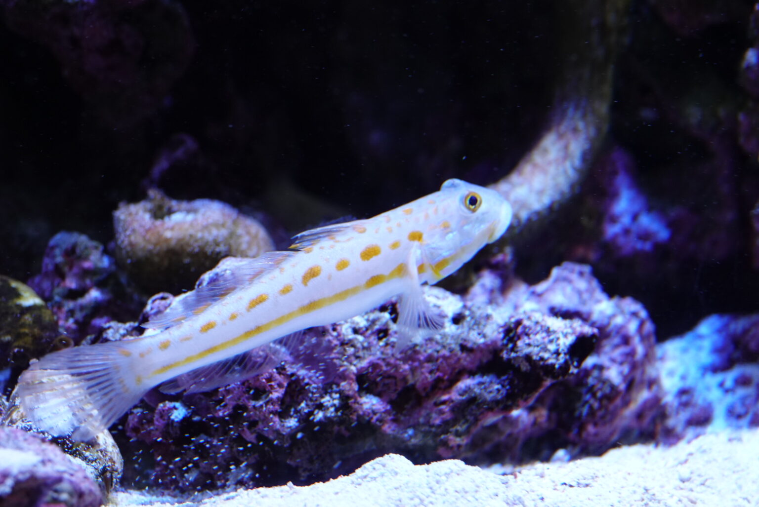 【海水水槽】ハゼの仲間を飼ってみよう!人気の種類や飼い方を紹介!