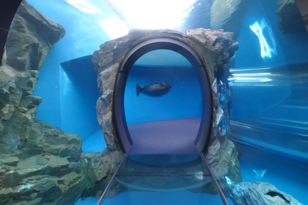 「アクアパーク品川」と「しながわ水族館」はどっちがおすすめ？目的別に紹介！