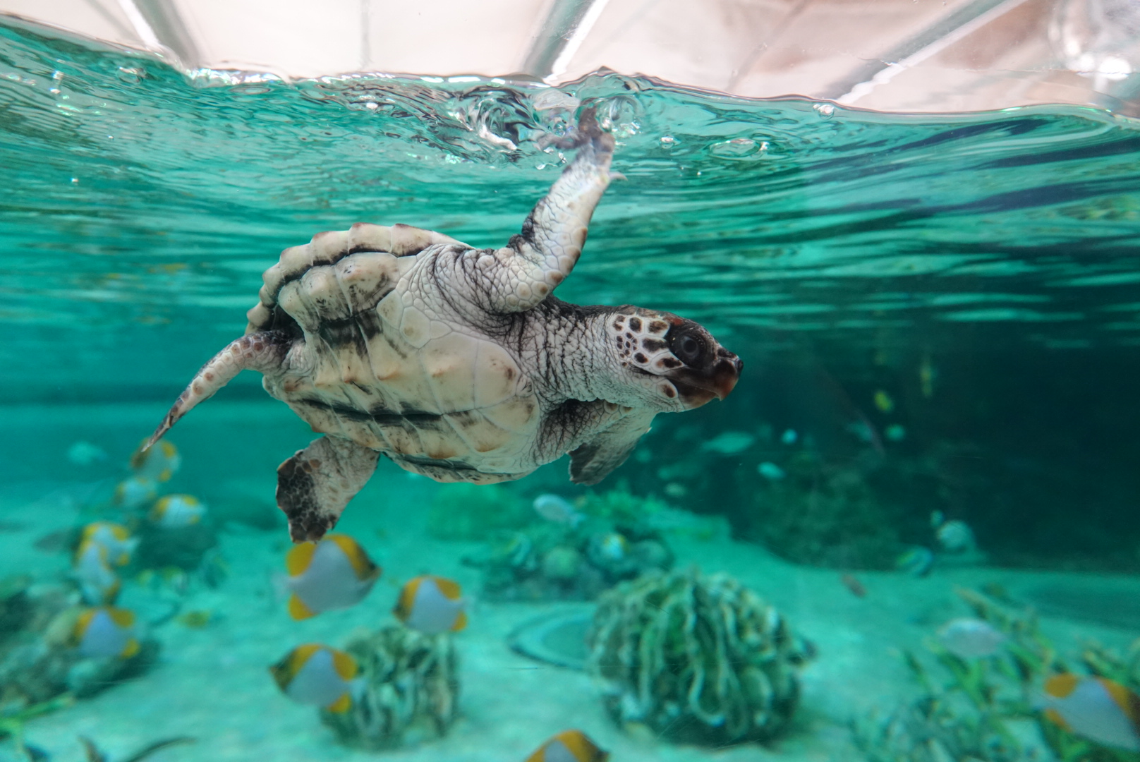 【ウールマット】海水水槽におすすめのろ過能力が高い物理ろ材5選〈最強〉