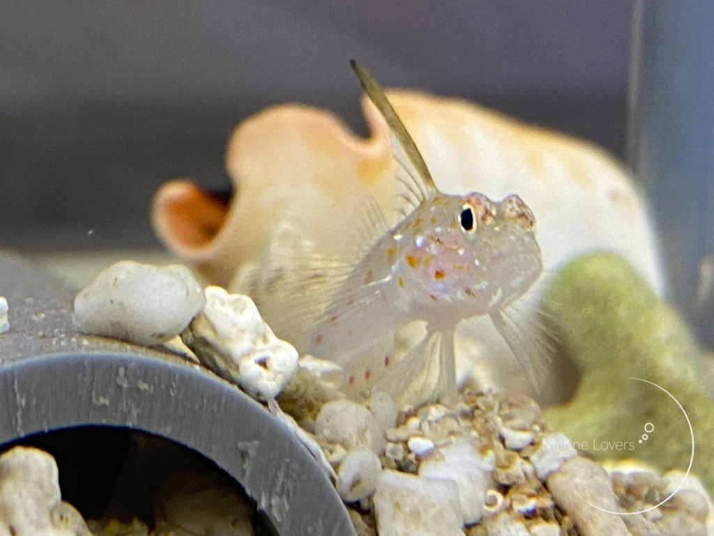 ハタタテシノビハゼの飼育法と注意点!水玉模様がかわいい小型共生ハゼ!