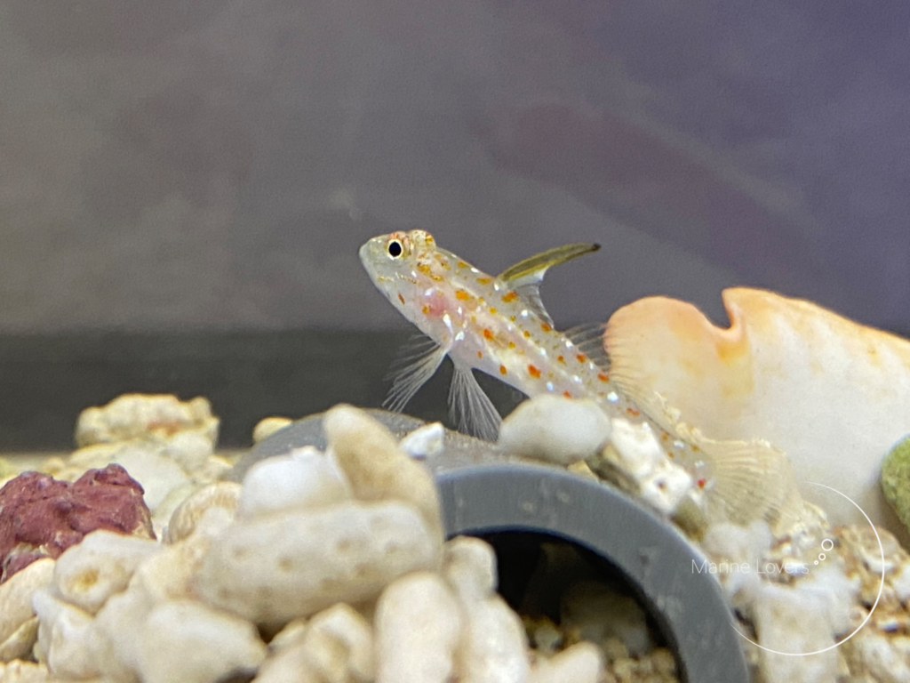 ハタタテシノビハゼの飼育法と注意点!水玉模様がかわいい小型共生ハゼ!