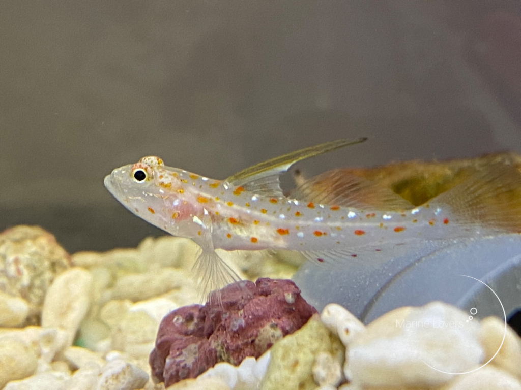 ハタタテシノビハゼの飼育法と注意点!水玉模様がかわいい小型共生ハゼ!