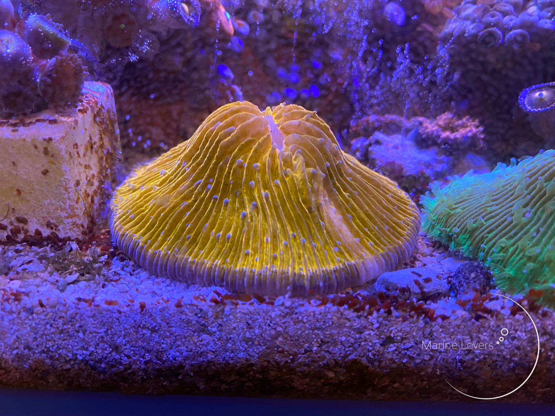 化石サンゴ砂 250g さんご 珊瑚 海水水槽用底砂 サンドアート 即発送可能 その他