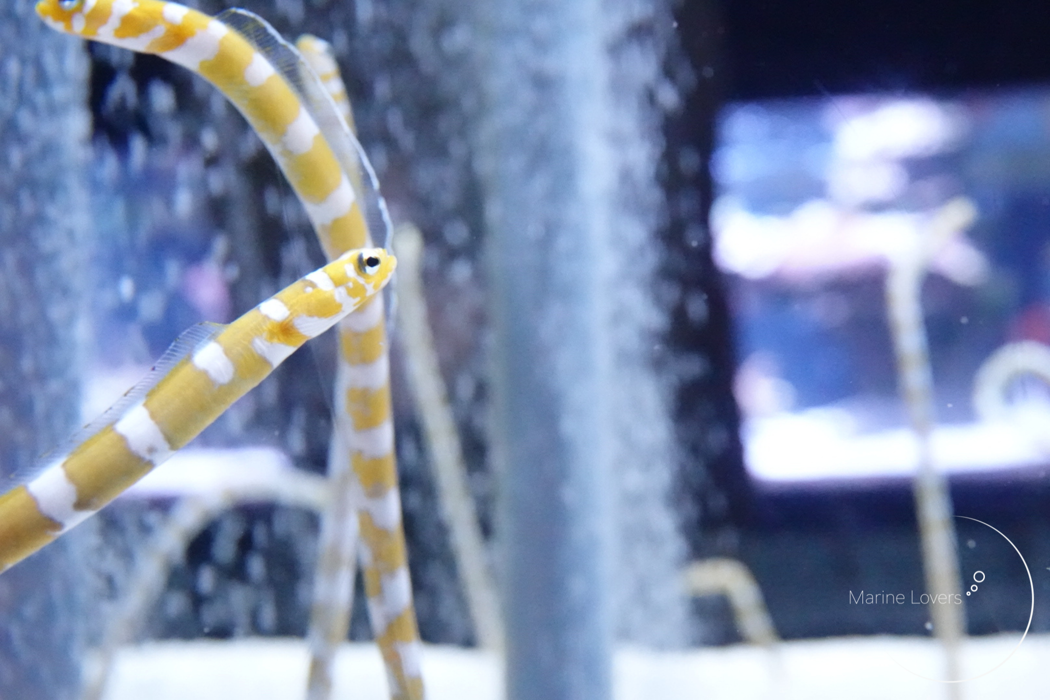 【吸着】海水水槽におすすめのろ過能力が高い化学ろ材9選〈最強〉