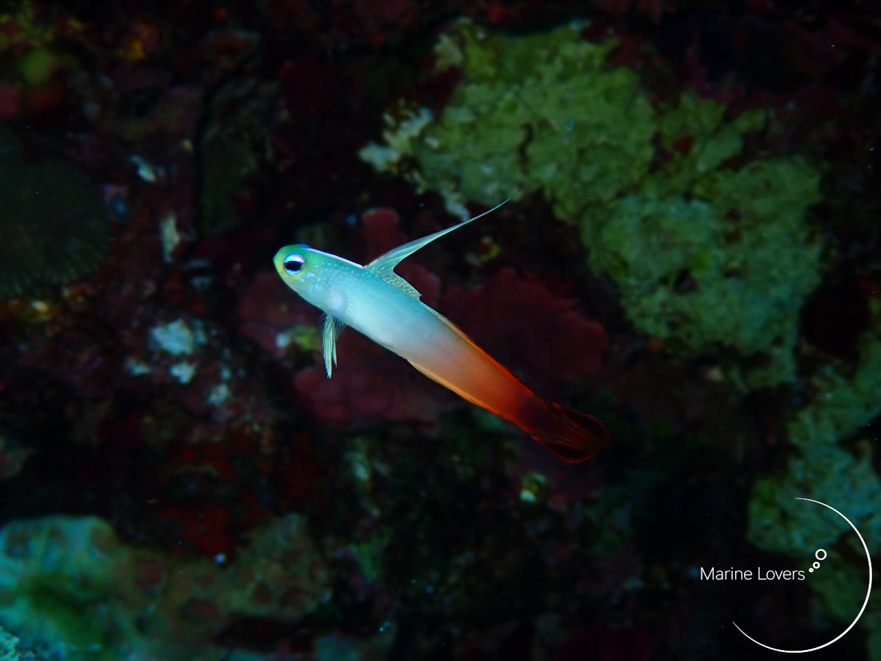 【ダイビング】ハタタテハゼの仲間たちと見られる場所を紹介！