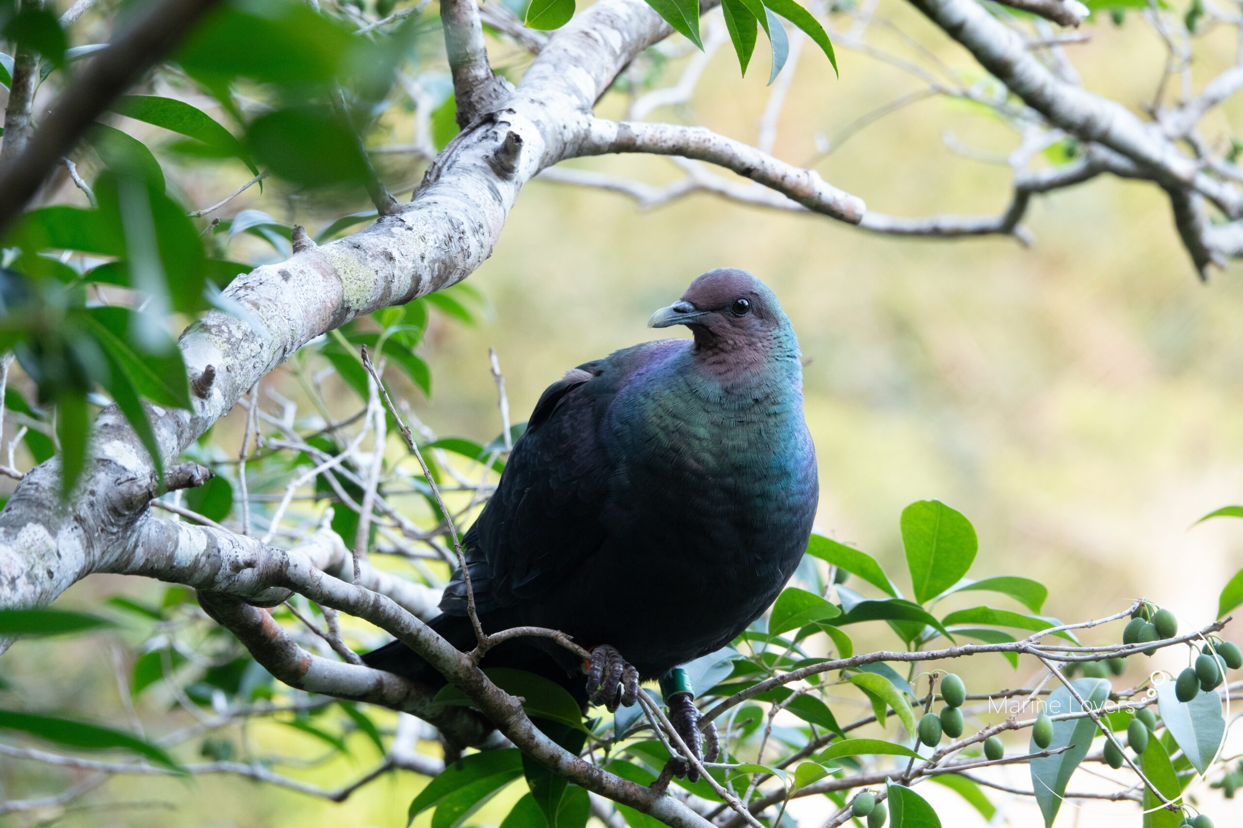 父島】アカガシラカラスバトは公園で会える絶滅危惧種〈マリラバ