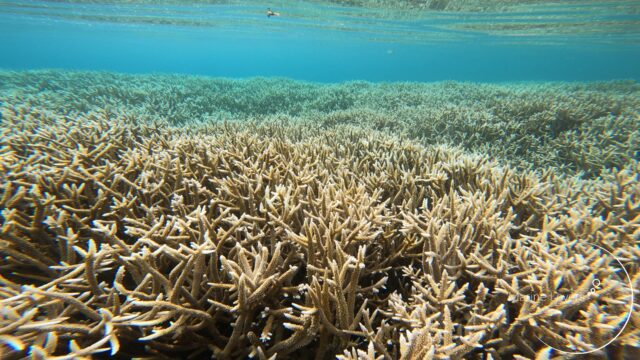 水中写真】製氷海岸はエダサンゴの森が最高！〈父島シュノーケル〉