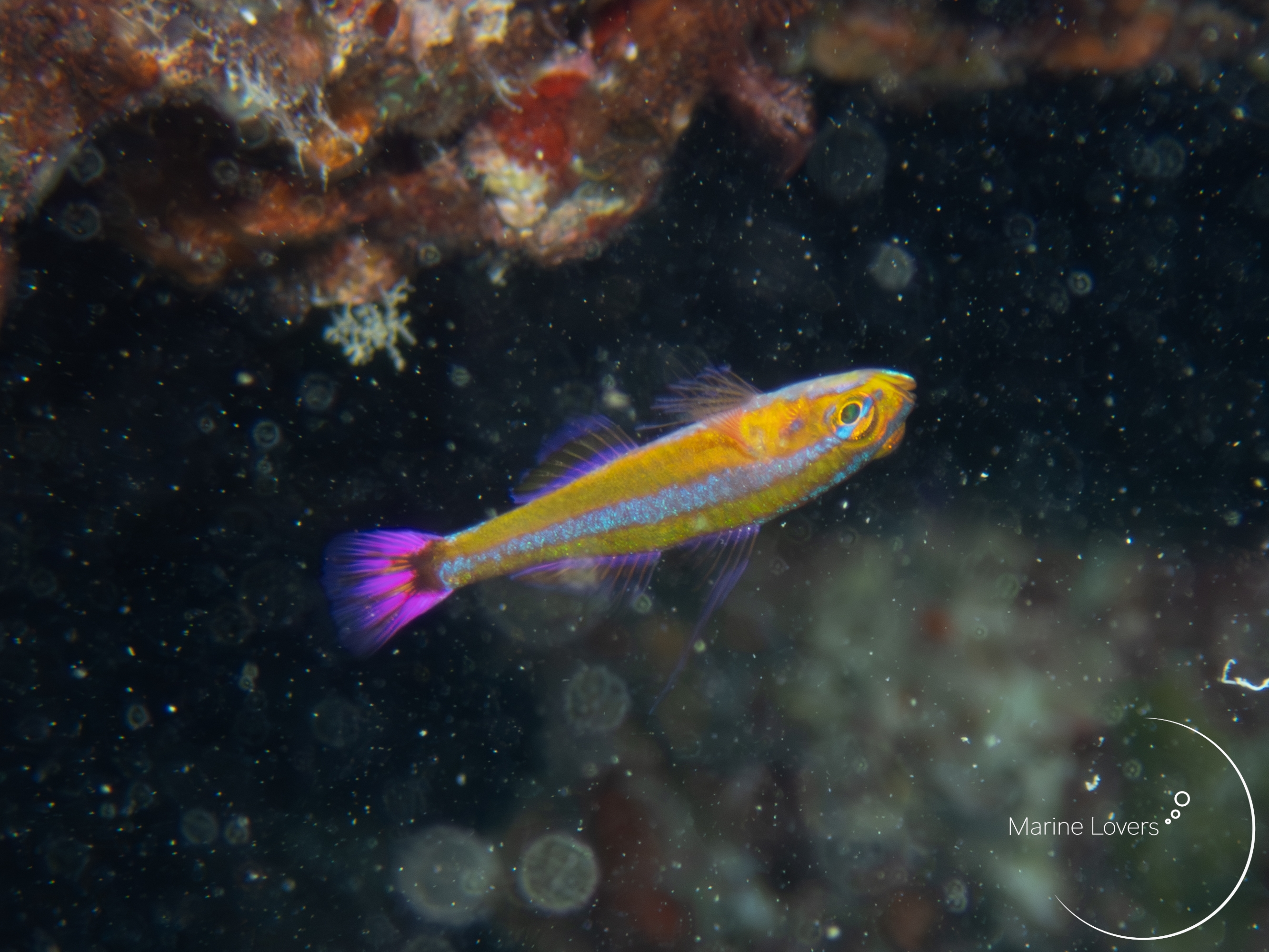 【海水魚】小型水槽におすすめのフィルターを条件別に紹介〈7選〉