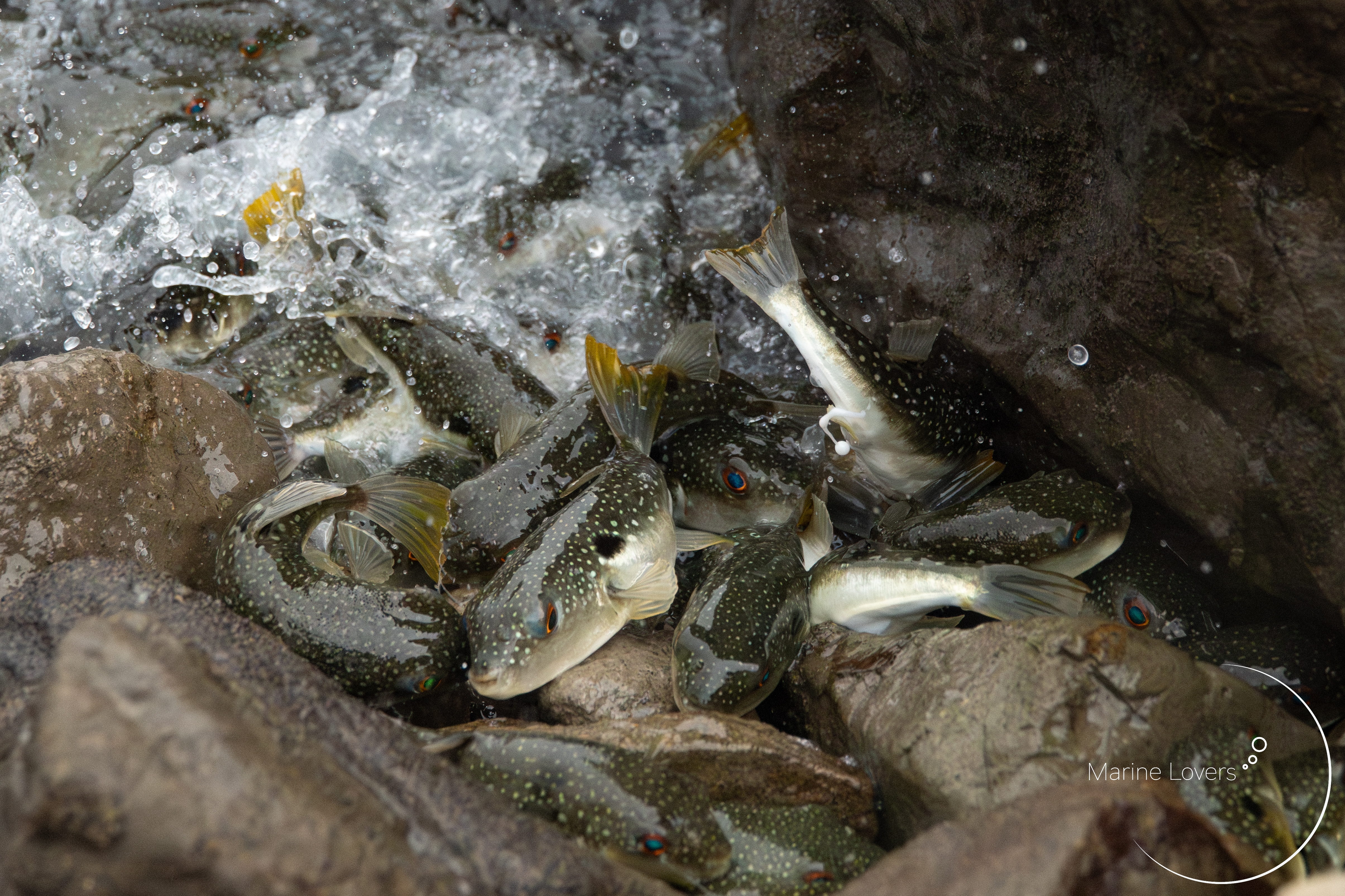 【房総半島】クサフグの産卵とウツボ〈マリラバ生物探訪〉