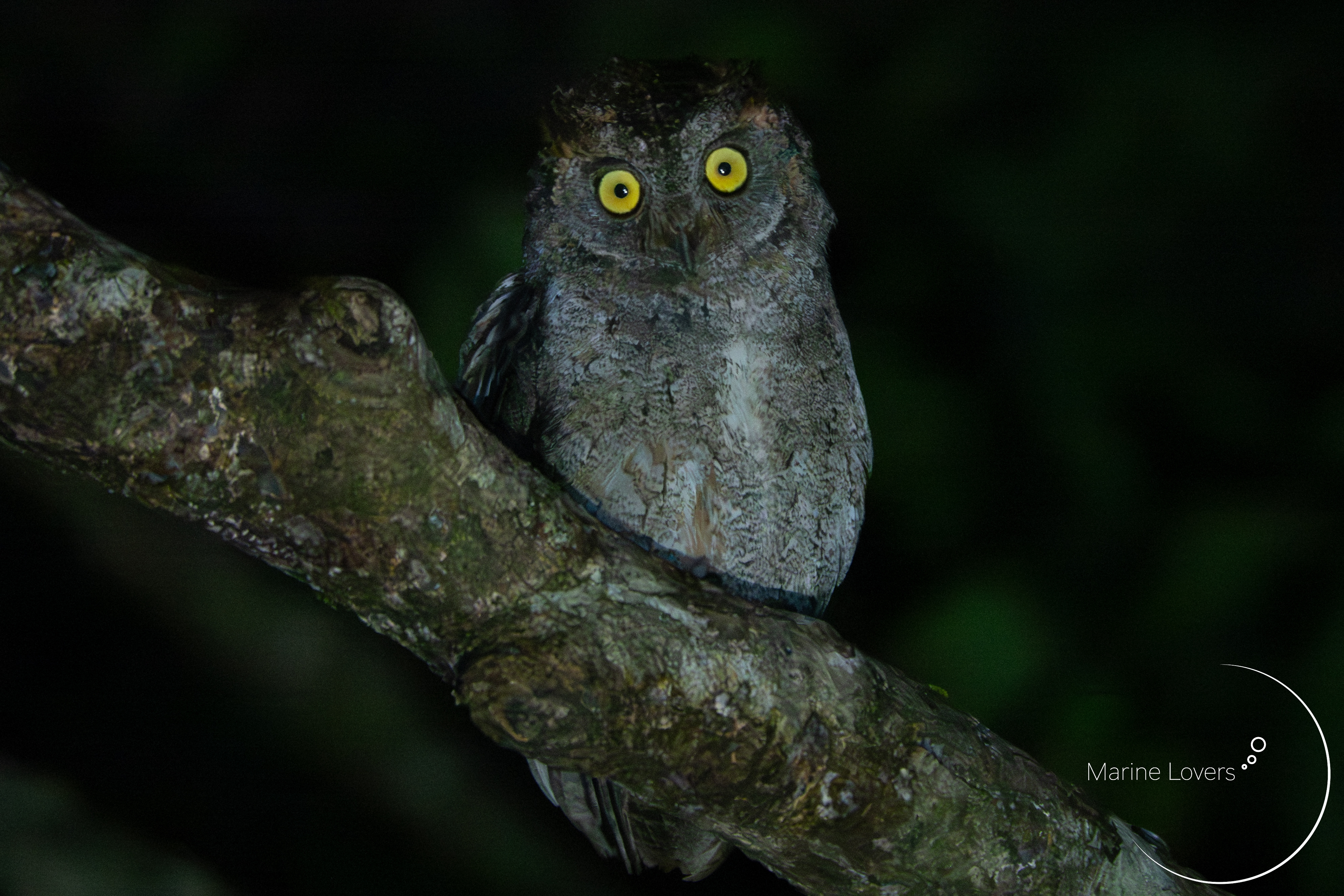 【奄美大島】リュウキュウコノハズクの鳴き声がかわいかった〈マリラバ生物探訪〉