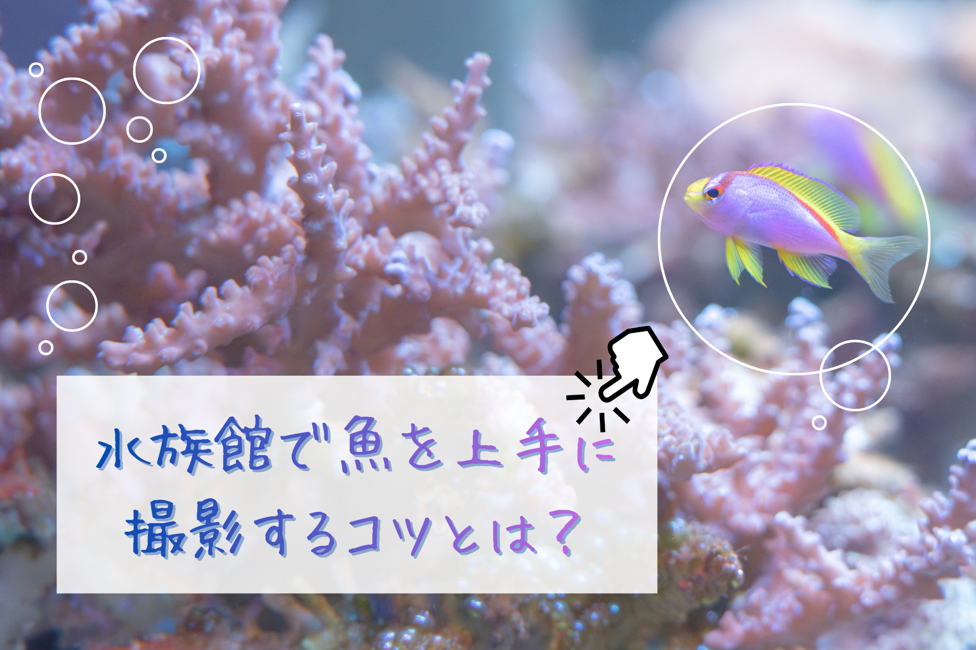 【初心者】水族館で「魚」を上手に撮る5つのコツ！〈設定・構図・レンズ〉