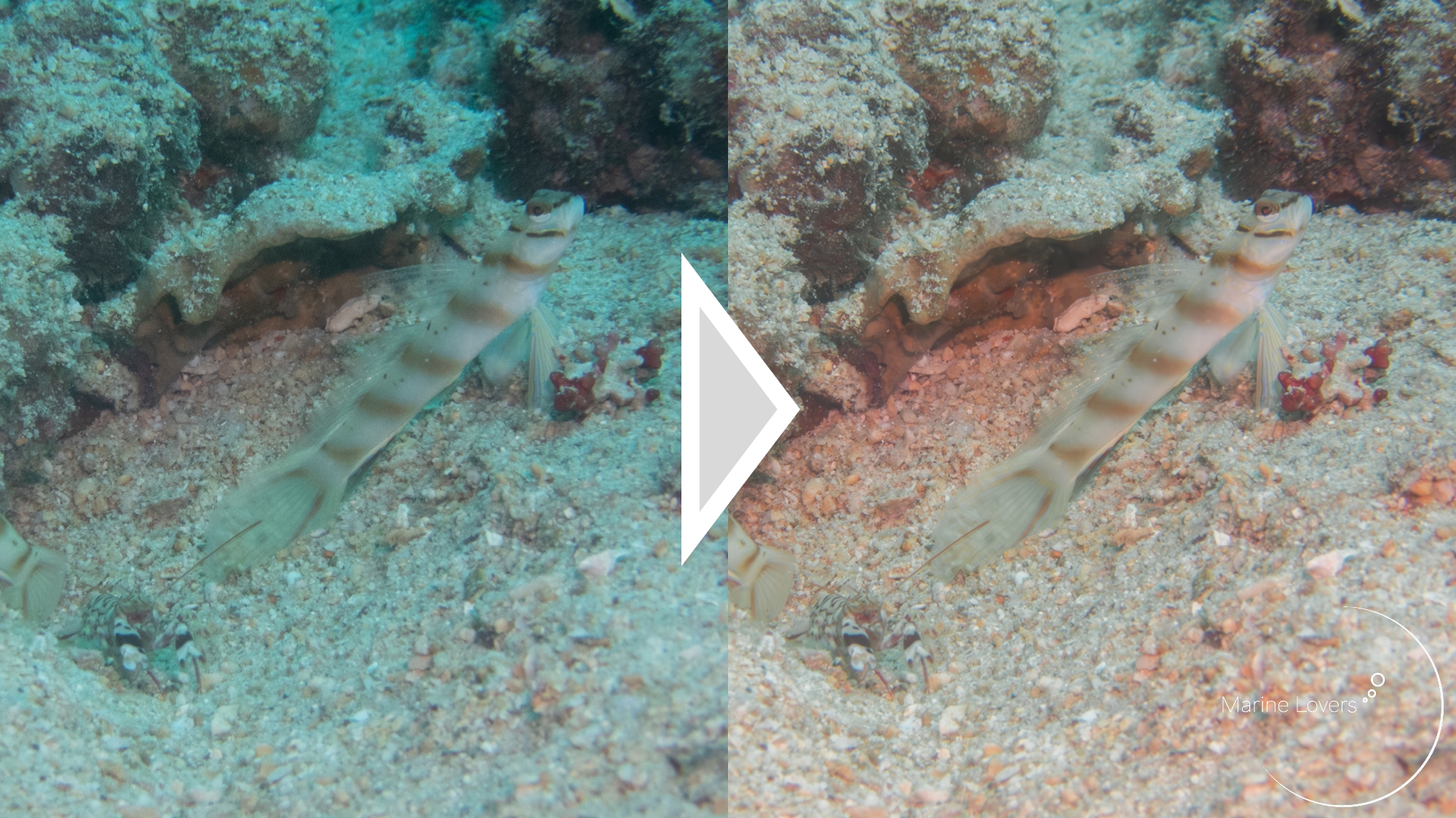 水中写真の「緑かぶり」を救うための編集方法【ダイビング】